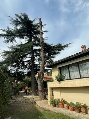 Entreprise spécialisée dans l'abattage d'arbre par démontage vers Villeneuve les Avignon (Gard)