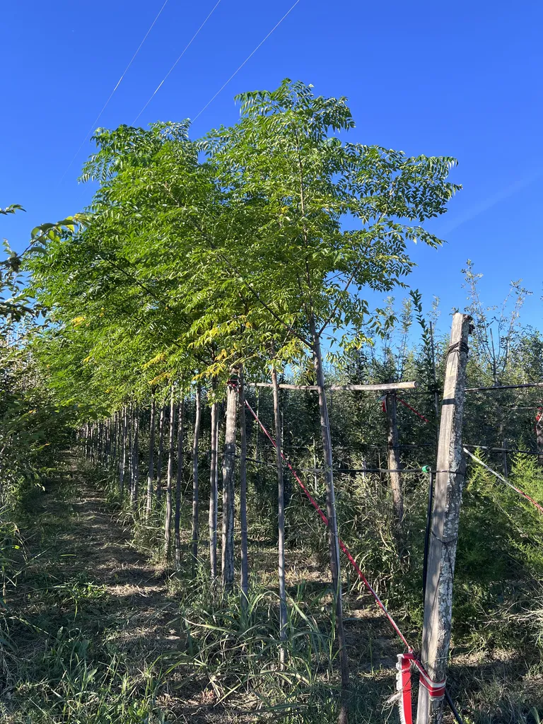 acheter un melia pour faire de l'ombre à Arles près de Nimes