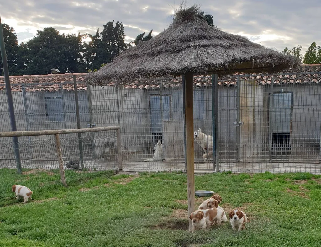 EPAGNEUL BRETON  CHIOTS L.O.F. à Avignon
