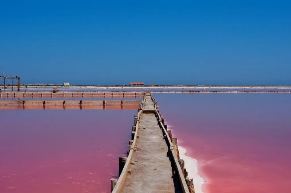 Journée découverte en Camargue : croisière à Aigues-Mortes, visite des manades de taureaux avec démonstration des gardians, déjeuner à bord et exploration des Salins de Camargue en petit train
