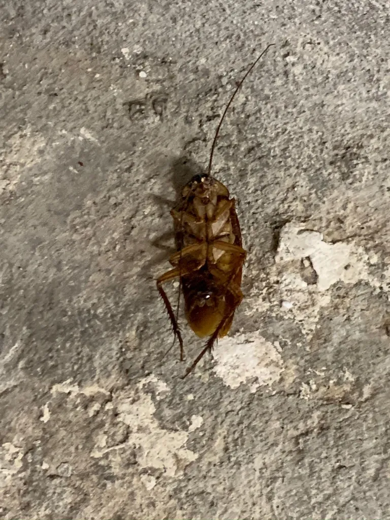 Problème de cafard dans le logement d’un client particulier à Aix en Provence dans les bouches du Rhones (13)