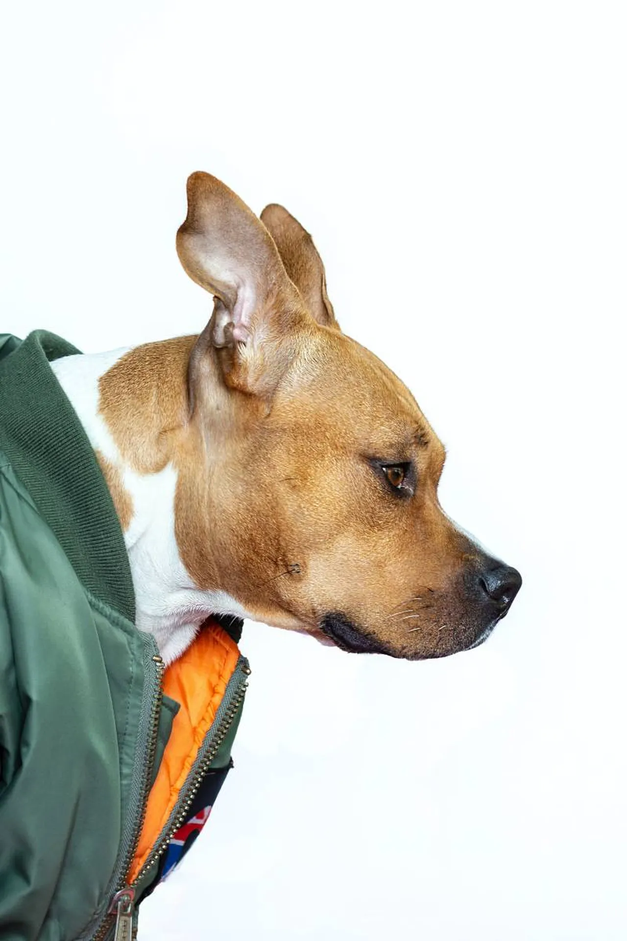 permis pour chien de categorie biscarosse, bassin d'arcachon