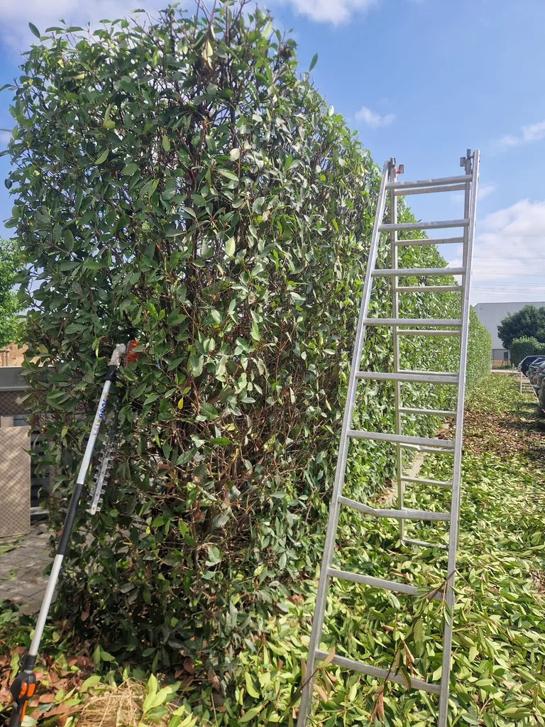 Taille de haies et entretien de jardin à Lyon
