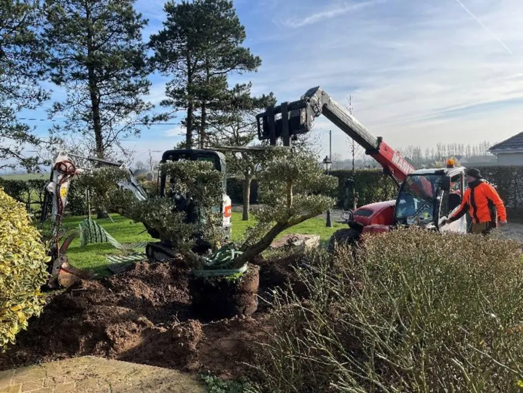 Artisan paysagiste pour la plantation d'un olivier pour un aménagement de jardin sur le secteur d'Yport 76