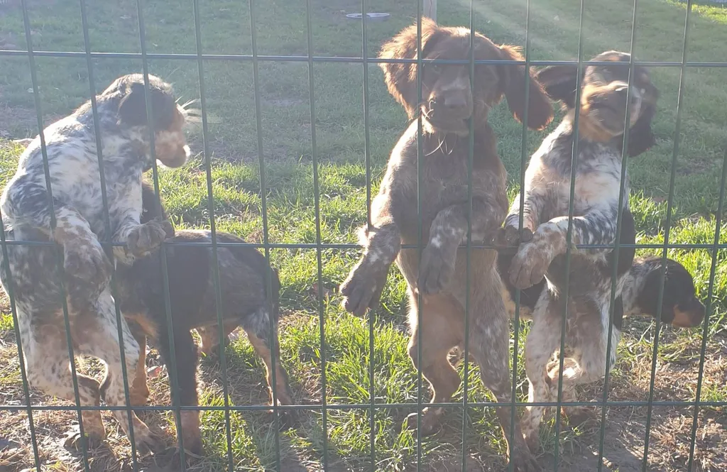 CHIOTS EPAGNEUL BRETON