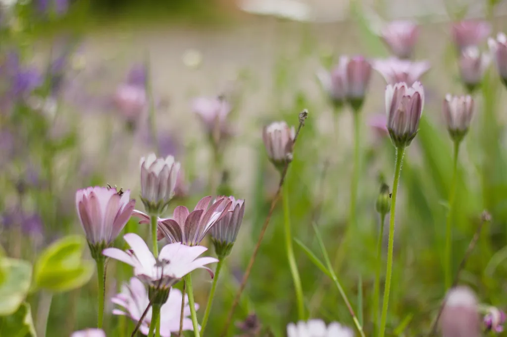 JARDINS FAMILIAUX 13090 Aix-en-Provence COIN REPOS COUROUNADE
