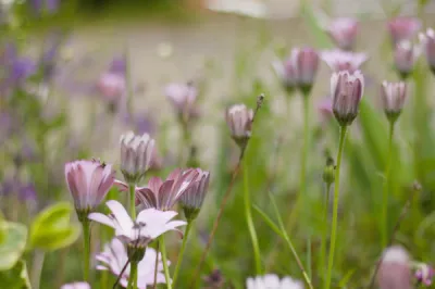 JARDINS FAMILIAUX 13090 Aix-en-Provence COIN REPOS COUROUNADE