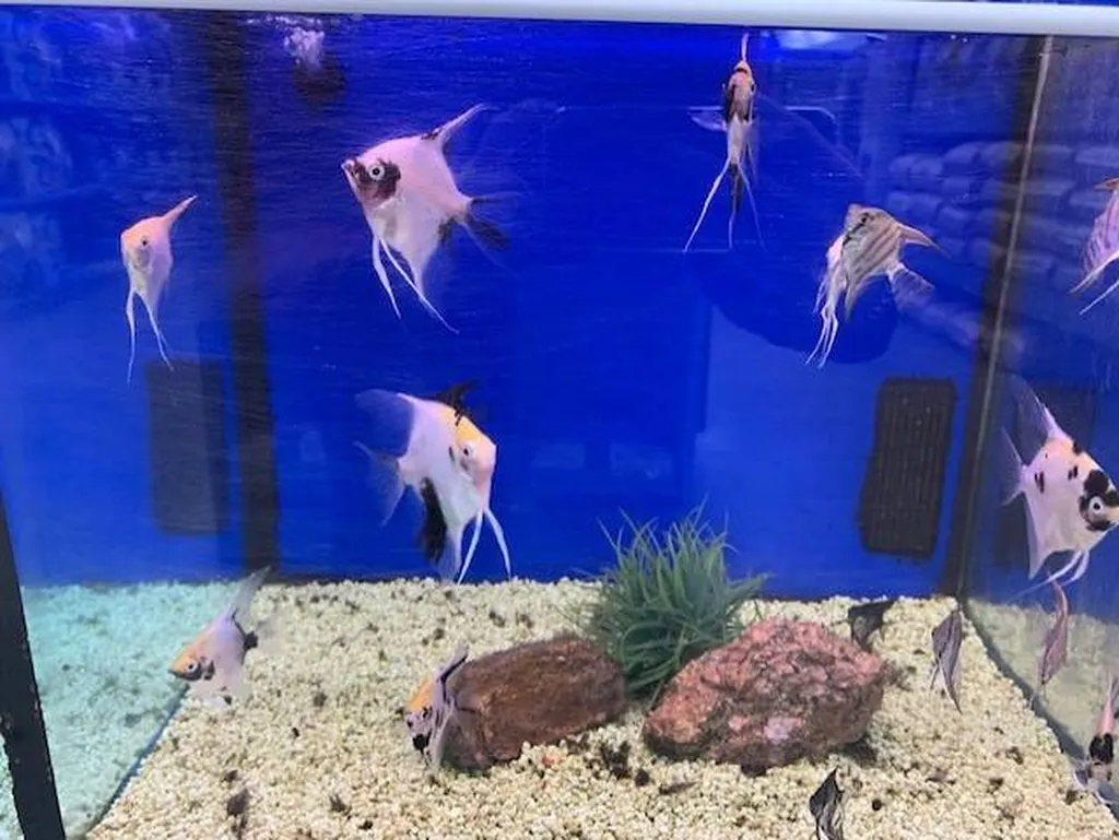 Acheter des poissons d'eau douce à proximité de Saint-Romain-de-Colbosc 76