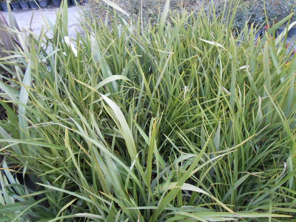 phormium tenax pepinieres rouy