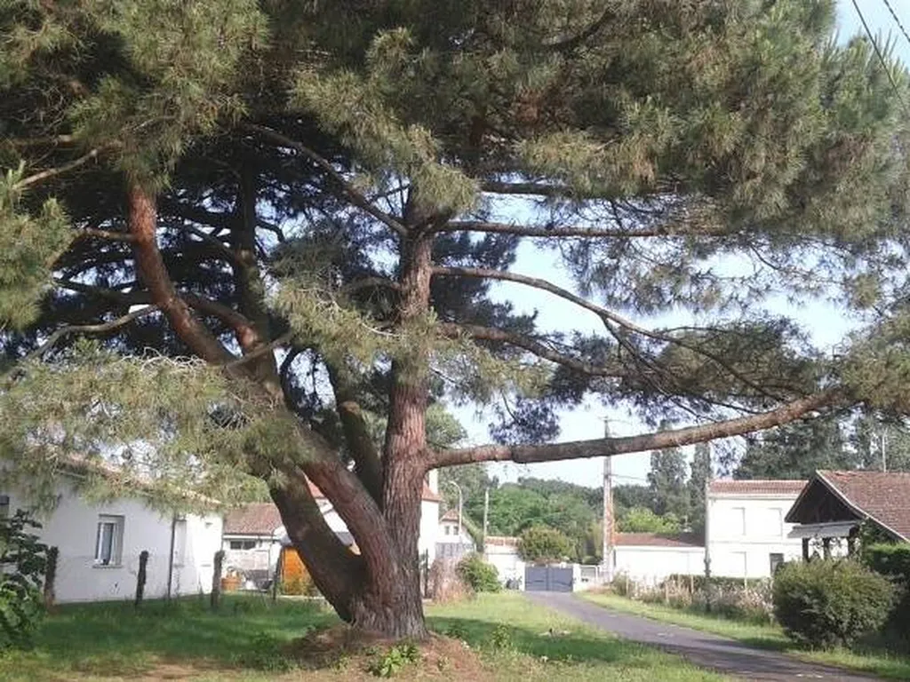 Notre zone d'activité pour ce serviceSe débarrasser d'une souche grâce aux techniques de dessouchage