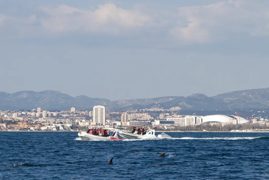 Rencontre Magique : Naviguez avec Dauphins ou Baleines lors d'une Aventure Insolite en Bateau
