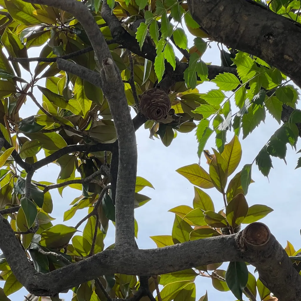 Traitement nid de frelons asiatiques dans un arbre à Marseille dans les Bouches-du-Rhône (13)