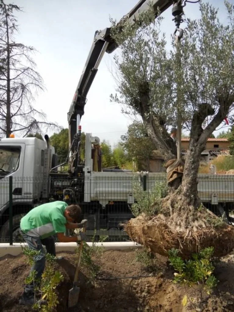 Plantation d'un olivier centenaire par le paysagiste Rouvier Romain.