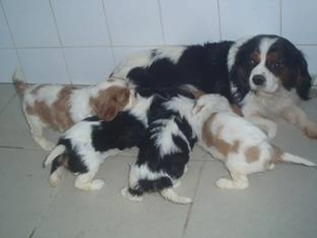 Vente de chiots CAVALIER KING CHARLES dans le Vaucluse, au LOF