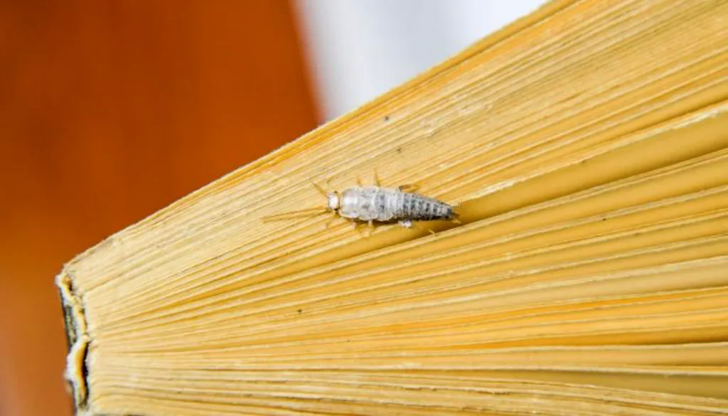 Poissons d’argent dans un appartement neuf à Blagnac 