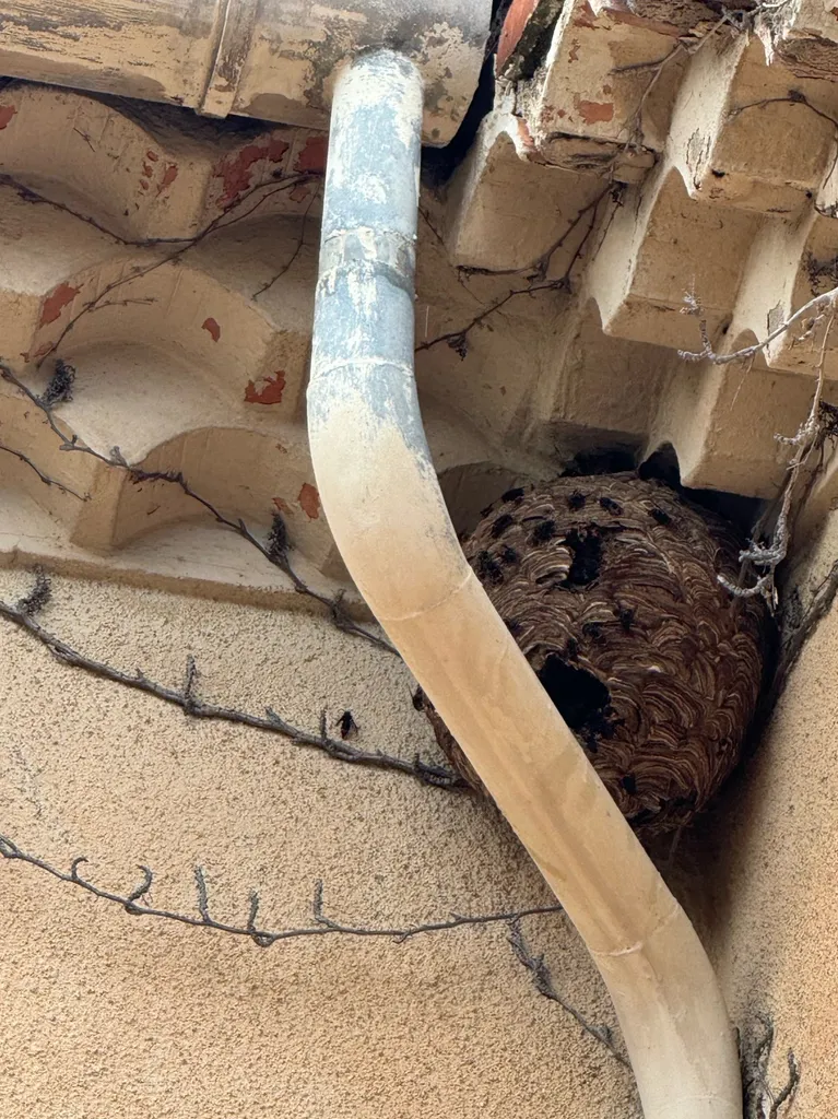 Destruction d'un nid de frelons sous le toit d’une villa à Aix en Provence dans les Bouches du Rhône
