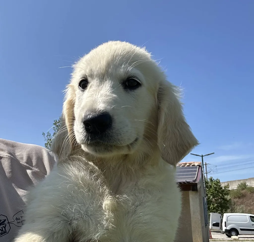 chiot golden 