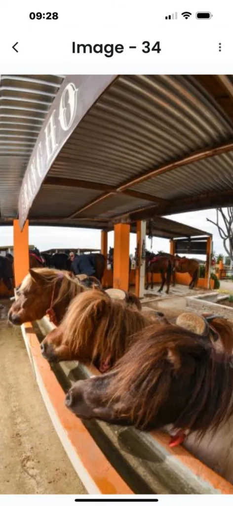 balade pour enfant en petit poney sur le Grau du Roi proche de L'espiguette