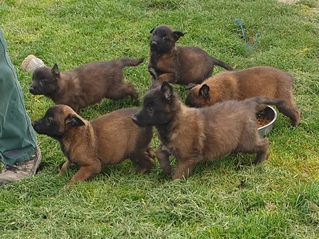 VENTE chiots Mâles ou femelles BERGER BELGE MALINOIS Avignon Vaucluse PACA