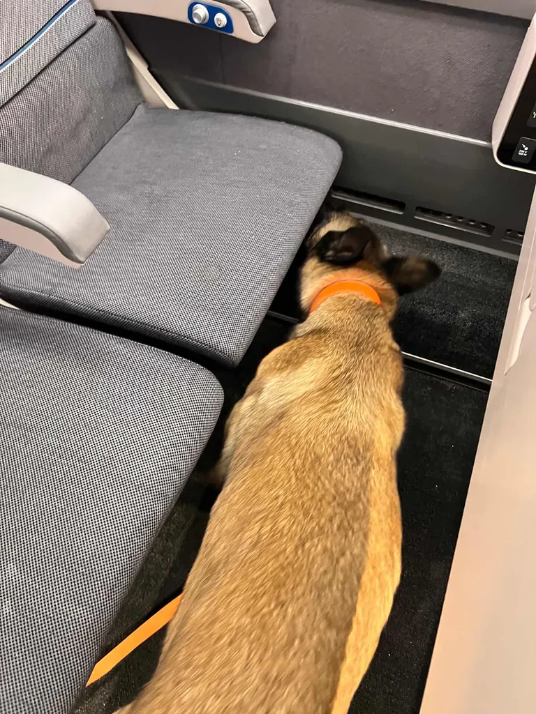 Notre zone d'activité pour ce serviceRecherche punaise de lit avec chien en résidence à Paris et Île de France : cartographie précise et méthode écologique non invasive