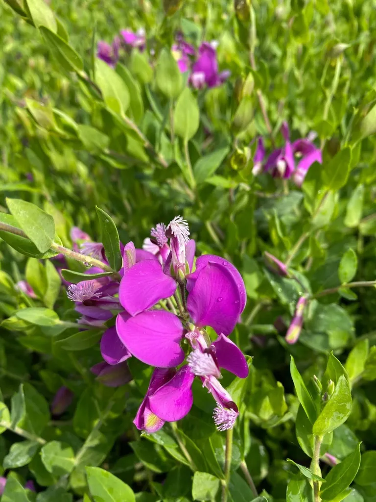 Où acheter des fleurs polygala pour mettre dans mon jardin sur Avignon?