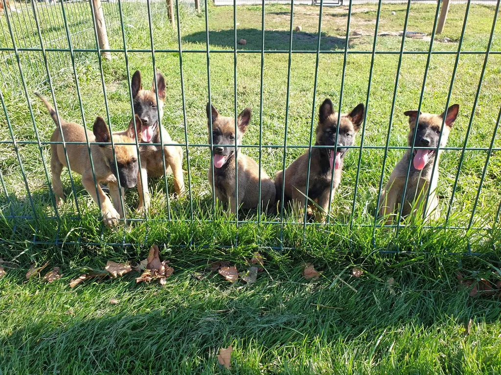 CHIOTS BERGER BELGE MALINOIS LOF ELEVAGE DU PALAIS DES PAPES