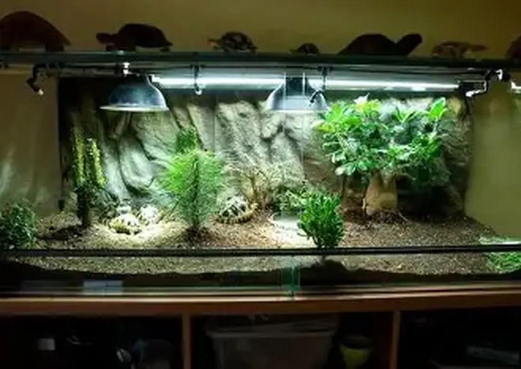 terrarium pour tortue hermann