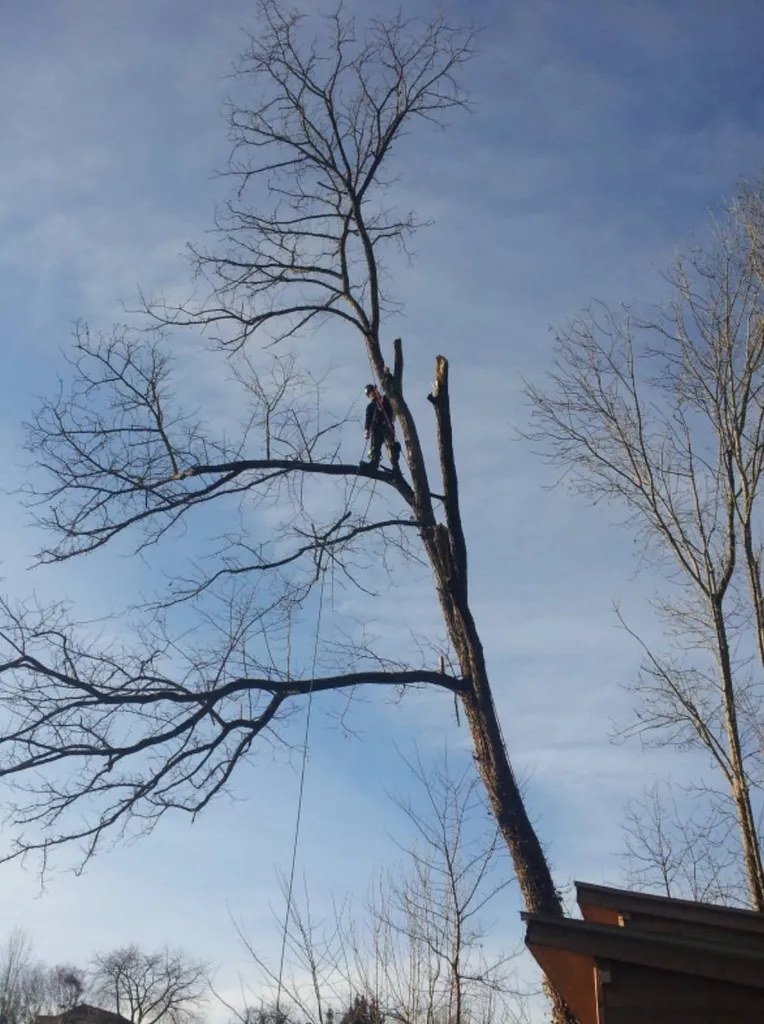 Vous chercher une entreprise d'élagage d'arbre avec un élagueur professionnel avec des bon prix à Hourtin
