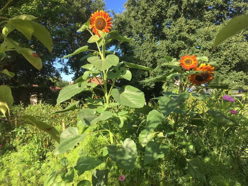Création et entretien par Evolution Paysage de prairie fleurie dans mon jardin situé dans les Landes
