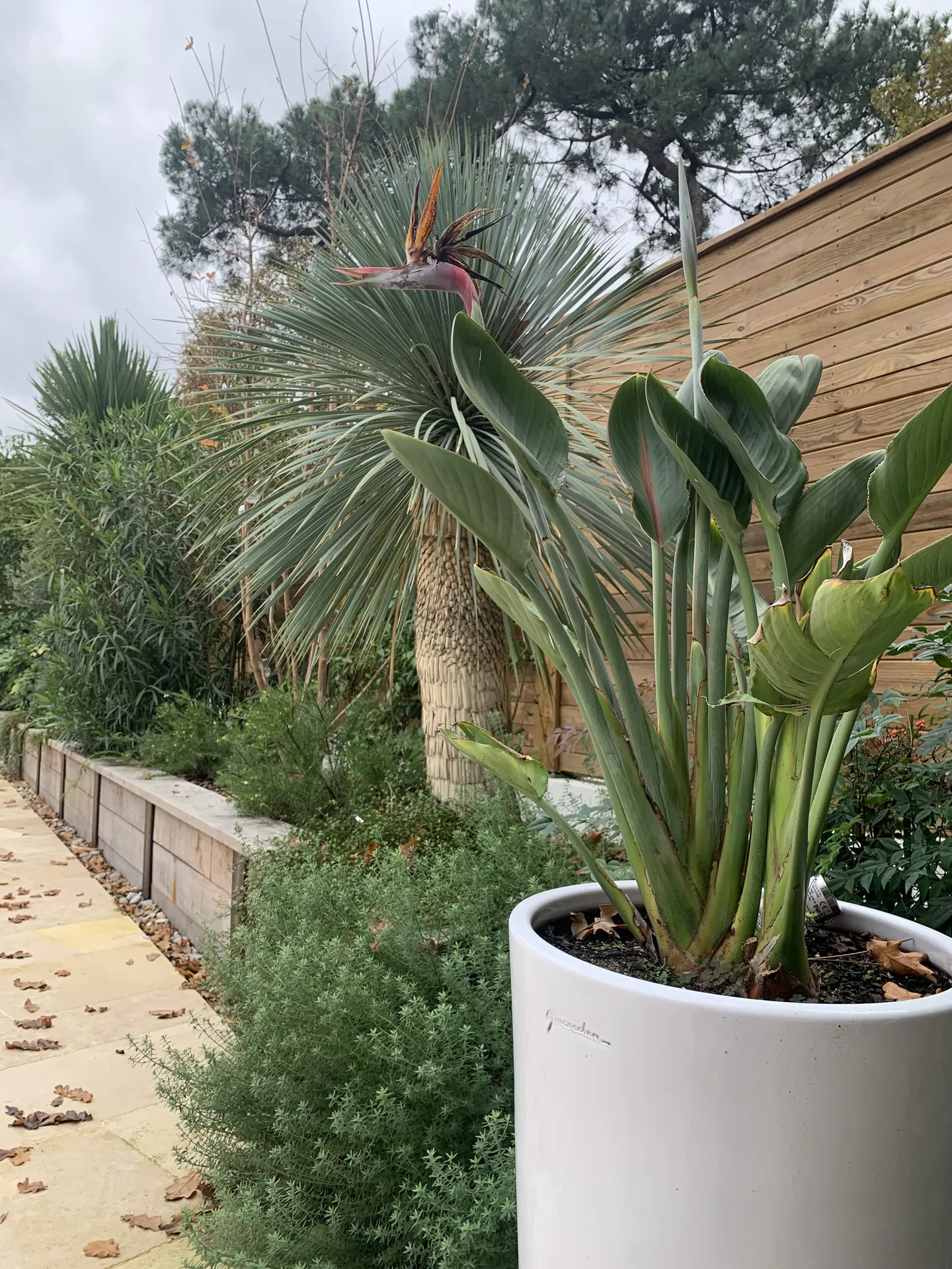 CREATION DE JARDIN, DE TERRASSE ET PLANTATION D'ARBRES A ARCACHON