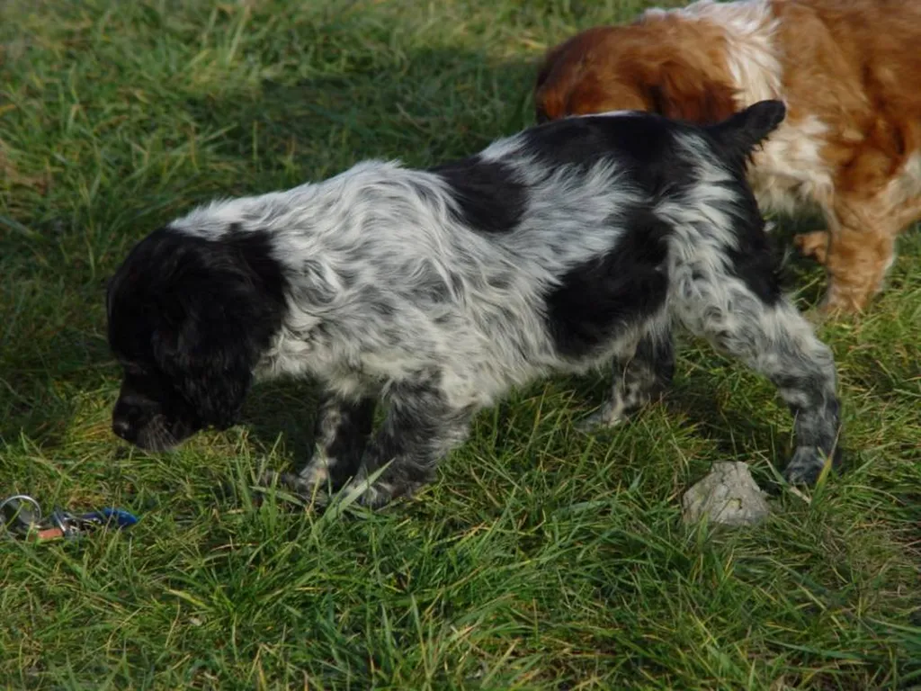 Vente de chien de chasse de race Epagneul Breton 