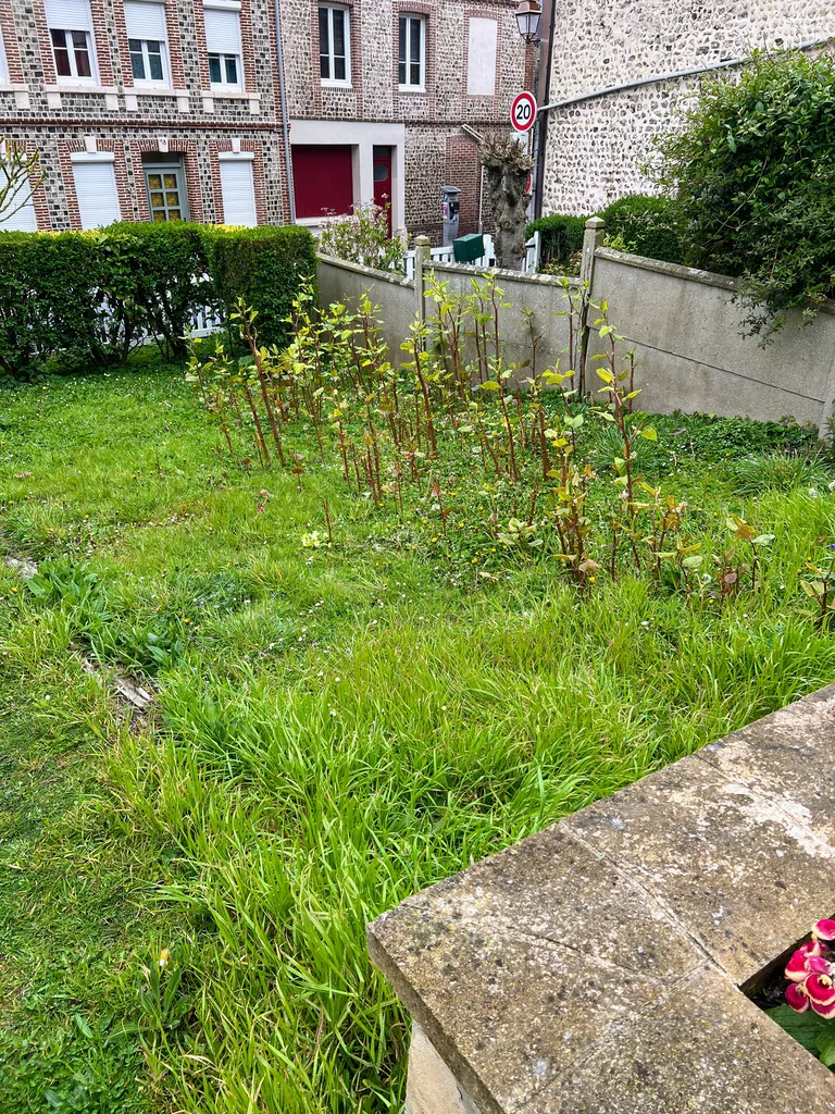 Le jardin envahi de renouée du japon