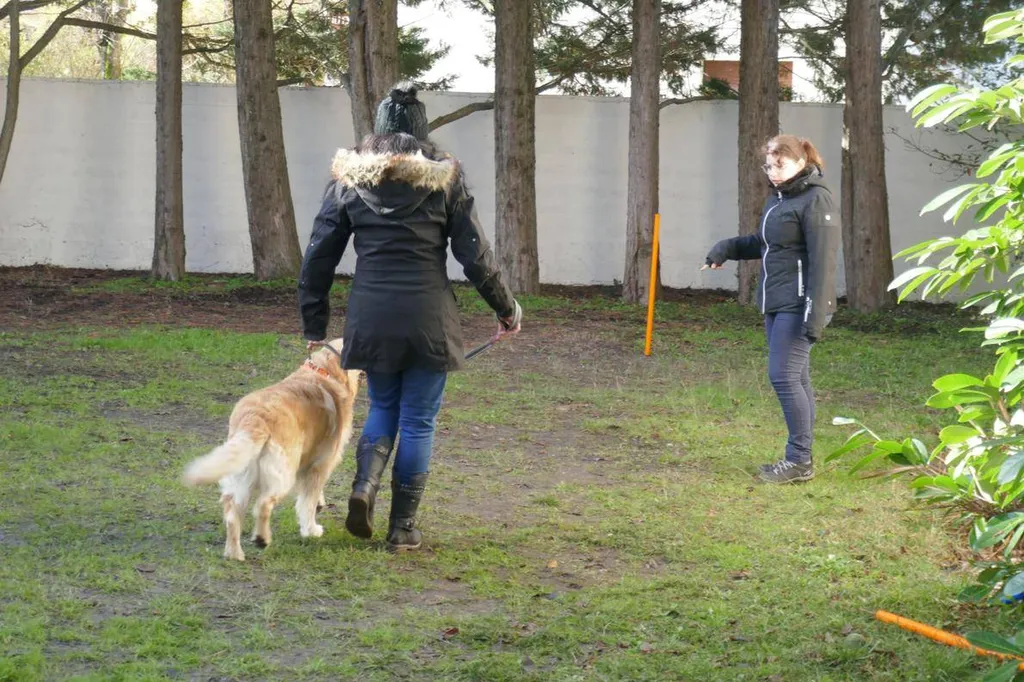 centre de formation au métier d'éducateur comportementaliste canin 