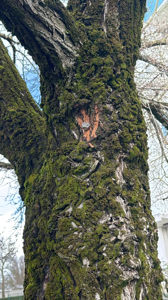 Brochage d'un arbre à Bordeaux par Alexis Anat