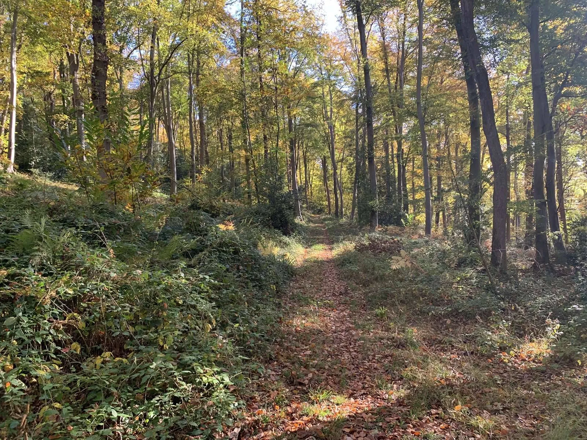 Vente - En NORMANDIE, région BEUZEVILLE (27) : bois de 16 hectares d'un seul tenant