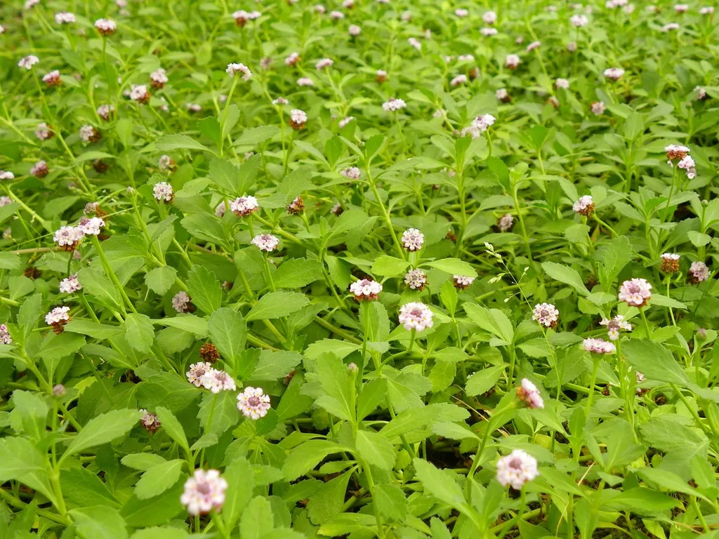 lippia nodiflora