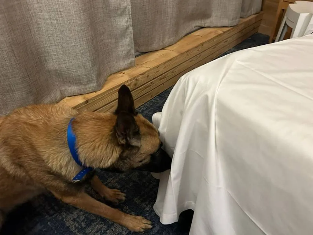 Chienne de Canem Detect en mission de détection de punaises de lit