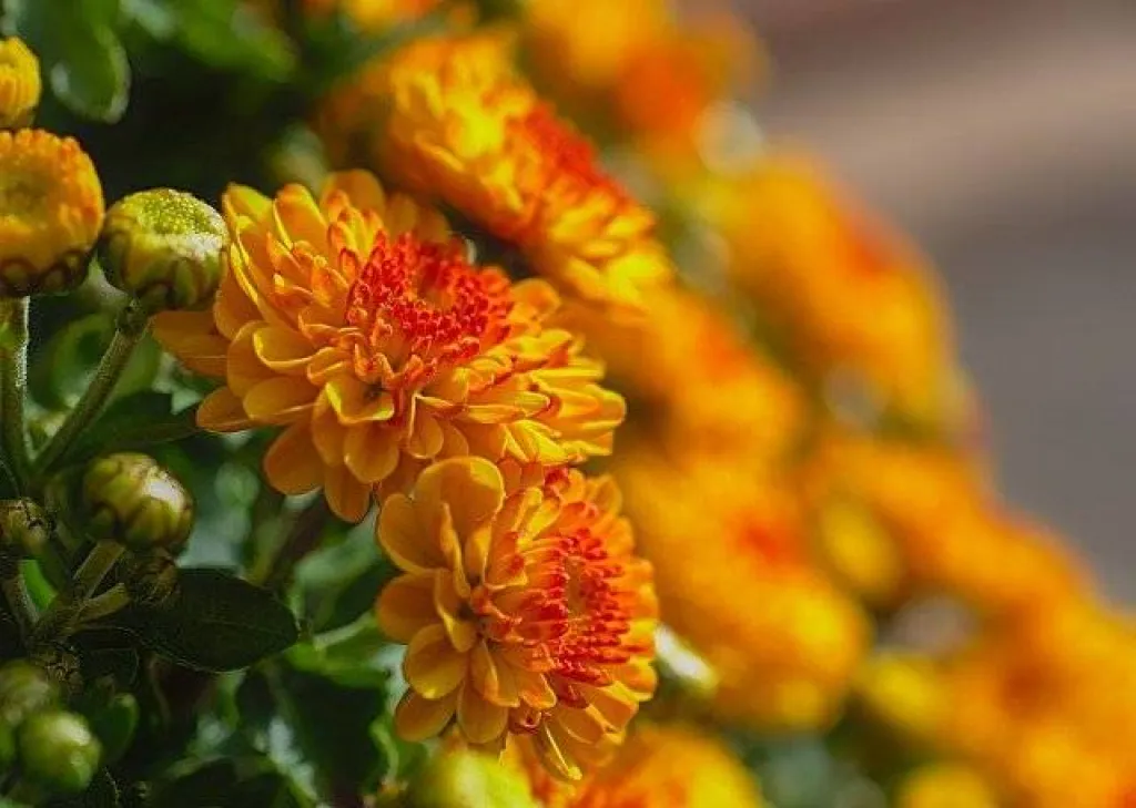 chrysanthèmes 
