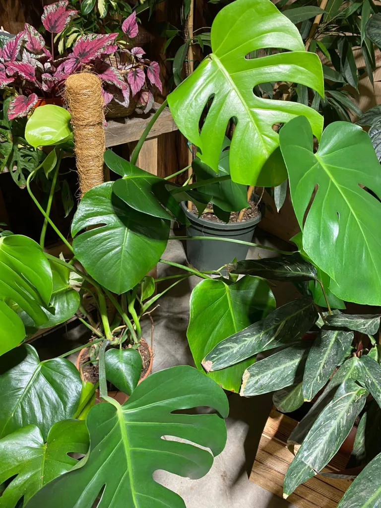 VÉGÉTAUX D'INTÉRIEUR