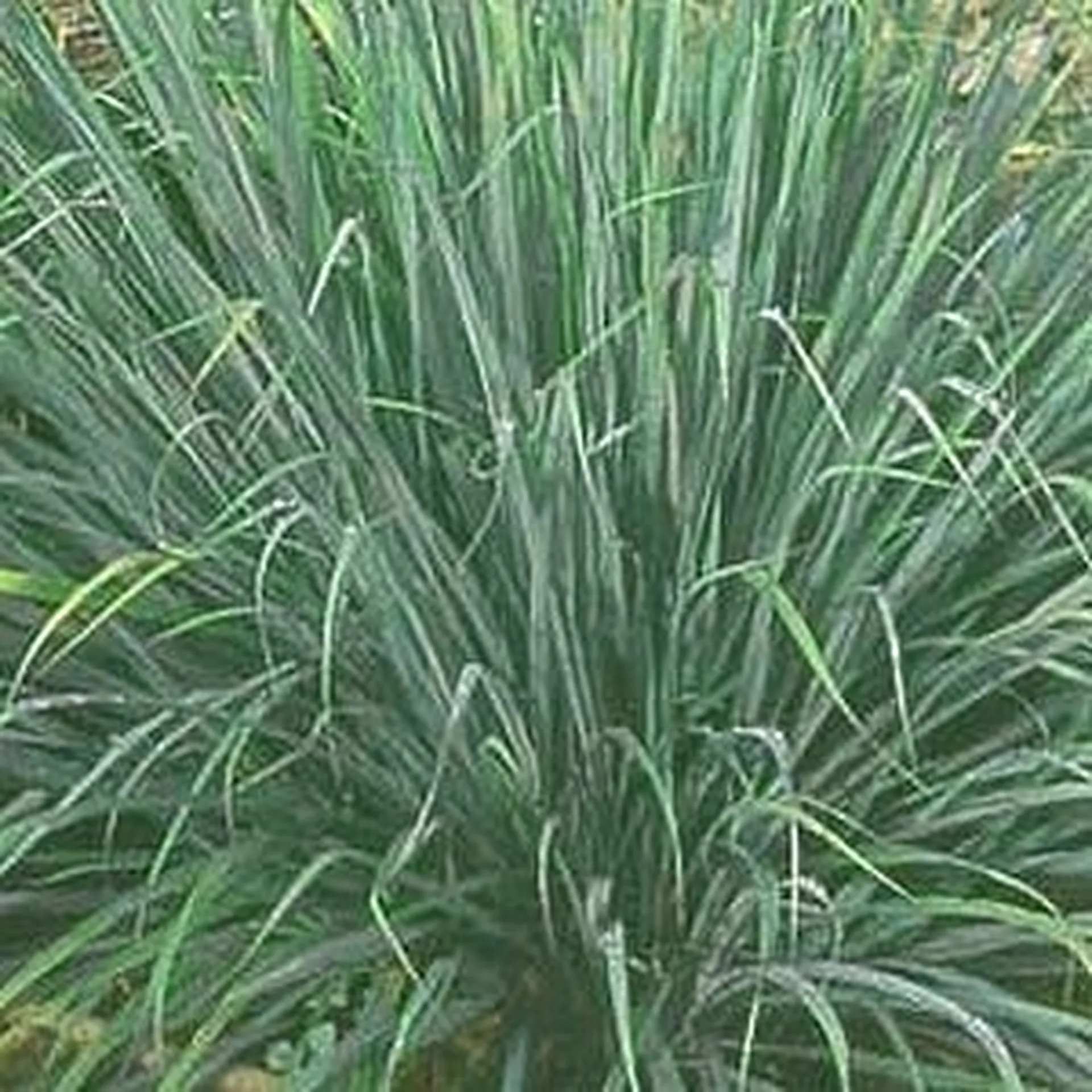 lemon grass plante