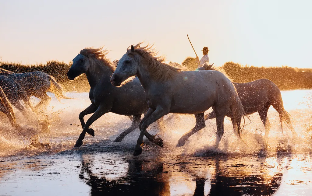Chevaux camarguais au coucher du soleil 