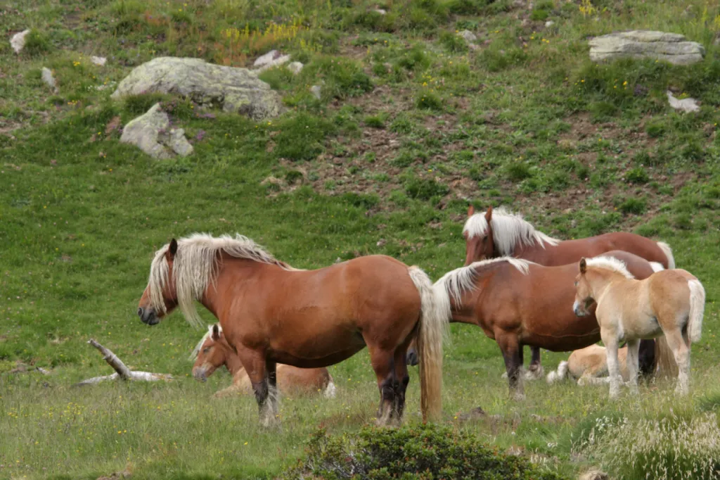 Valérie Guillet accompagne les chevaux Trait Comtois et leurs gardiens à Paris, grâce à la constellation animale intuitive.