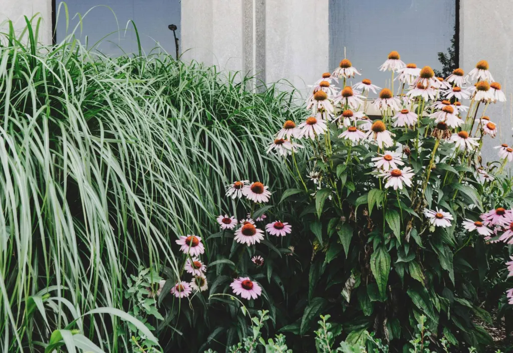 Aménagement de massif de jardin moderne à Entraigues sur la Sorgue (84)