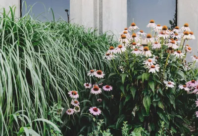 Aménagement de massif de jardin moderne à Entraigues sur la Sorgue (84)