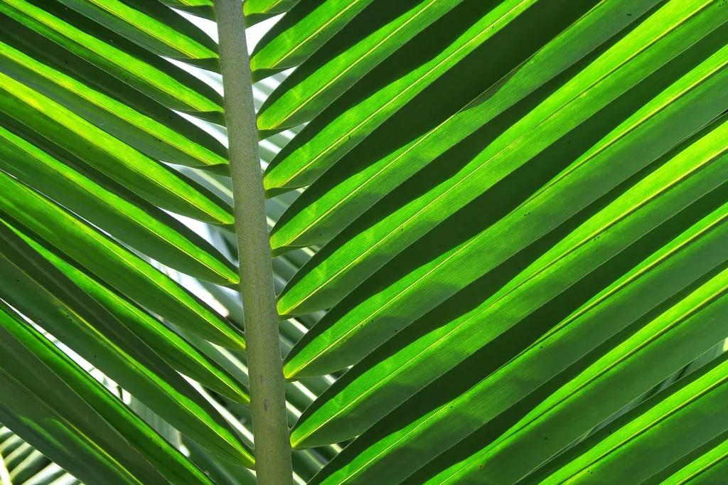Plantation de palmiers et essences graphiques pour jardin méditerranéen dans l’Hérault