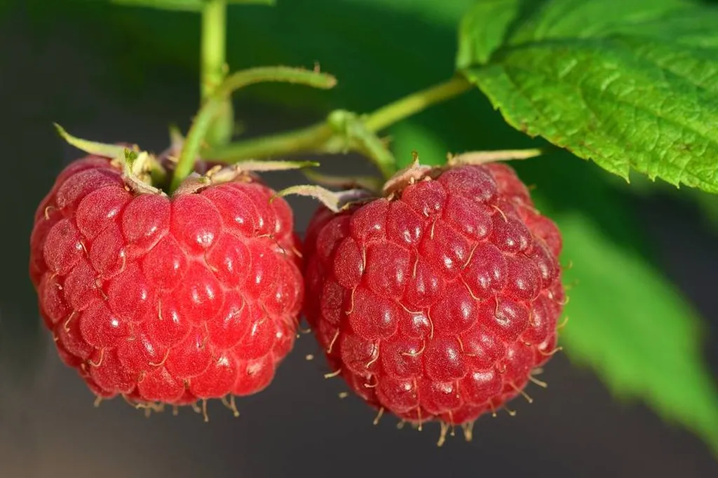 Livraison de Framboises 125gr biologiques produites en provence à Marseille en point relais