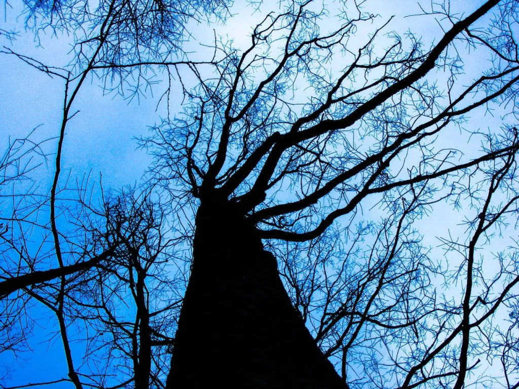 Élagueurs à Avignon pour l'abattage d’arbre mort dans le Vaucluse