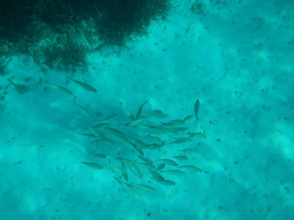 Location de bateau  