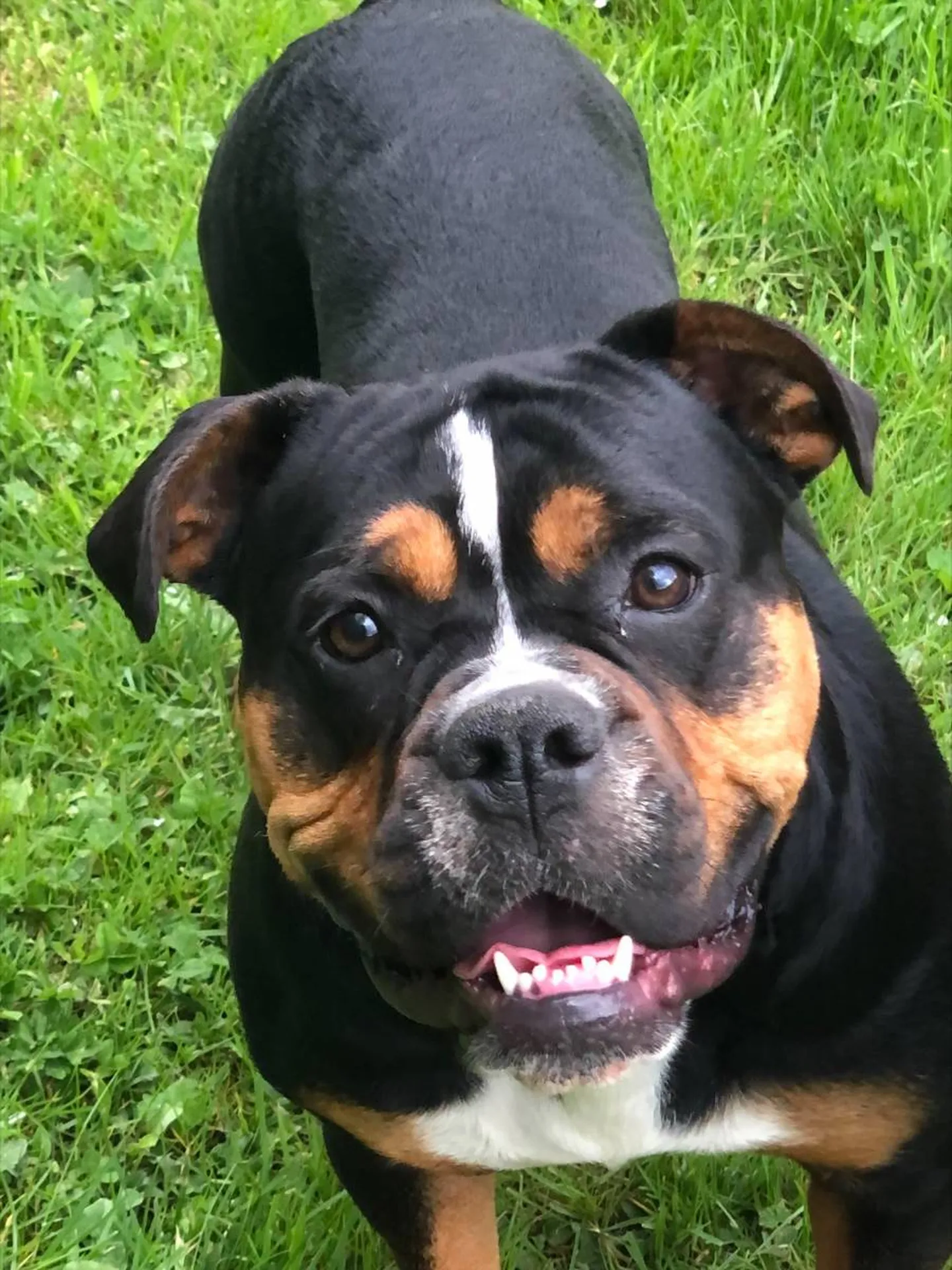 Comprendre et gérer les chiens difficiles à Saint Etienne 