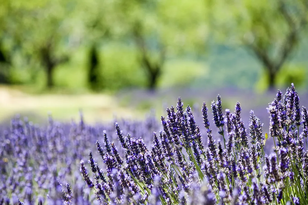 Création d'un jardin avec allée pavée à Aix en Provence